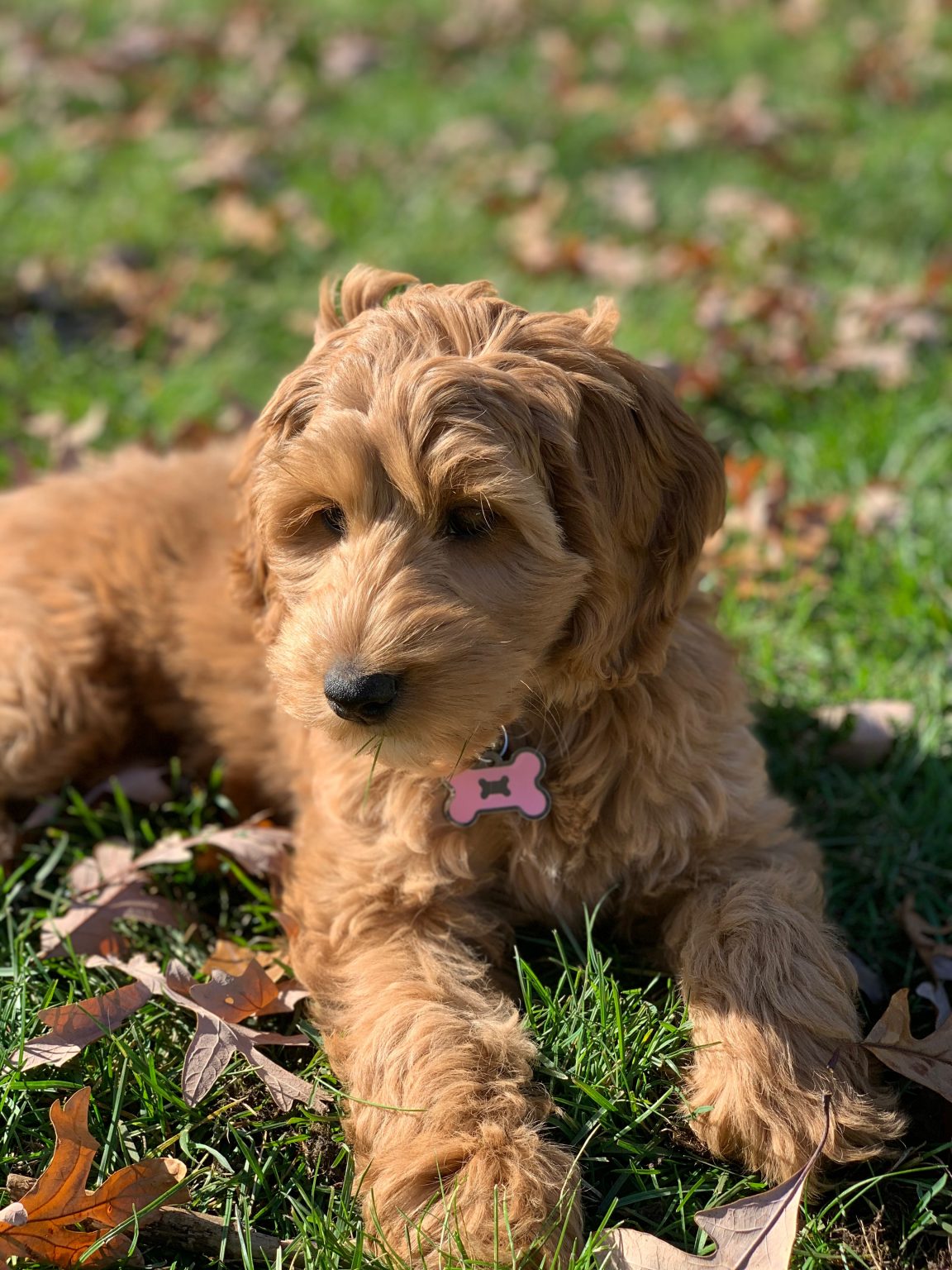 Gold Coast Labradoodles